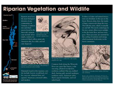 Water / Fur trade / Forests / Riparian / Hydrology / Riparian zone / Cedar Waxwing / Beaver / Riparian forest / Systems ecology / Habitats / Birds of North America