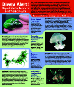 Seaweeds / Scorpaenidae / Green algae / Caulerpa taxifolia / Flora of India / Caulerpa / Jellyfish / Pterois / Phyllorhiza punctata / Algae / Water / Caulerpaceae