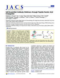 Article pubs.acs.org/JACS Self-Assembled Antibody Multimers through Peptide Nucleic Acid Conjugation Stephanie A. Kazane,§,† Jun Y. Axup,§ Chan Hyuk Kim,§,† Mihai Ciobanu,‡ Erik D. Wold,§