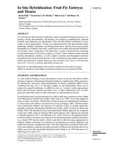 Biology / Molecular biology / Laboratory techniques / In situ hybridization / Fluorescence in situ hybridization / Hybridization probe / Gene expression / Digoxigenin / Nucleic acid hybridization