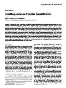 Neurophysiology / Action potential / Electrotonic potential / Pyramidal cell / Neuron / Biological neuron model / Biological neural network / Dendrite / Membrane potential / Biology / Neuroscience / Nervous system