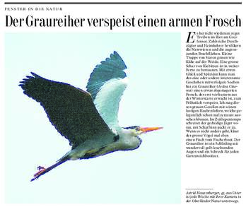 FENSTER IN DIE NATUR  Der Graureiher verspeist einen armen Frosch E  s herrscht wiederum reges