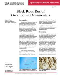 Black Root Rot of Greenhouse Ornamentals - FSA7571