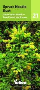 Spruce Needle Rust Yukon Forest Health — Forest insect and disease  Energy, Mines and Resources