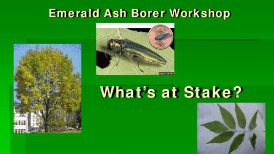Emerald Ash Borer Workshop