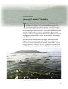 Zostera / Richardson Bay / Great Bay / Pacific herring / South Maury Island environmental issues / Seagrass / Geography of California / Geography of the United States