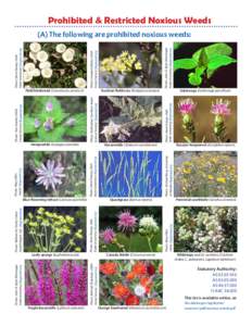 Biology / Environment / Noxious weed / Plants / Convolvulus arvensis / Avena fatua / Weed / Pilosella aurantiaca / Invasive plant species / Garden pests / Agriculture
