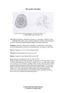 Mycocalia reticulata  9. Peridiole surface showing reticulations; 10. Antler-like hyphae X 175. © A.B Cribb in Qld Naturalist 1991 Cup: Depressed globose, distorted by pressure, to 2 mm diam., clumps to 5 mm.