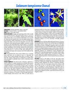 Solanum tampicense / Fisheating Creek / Solanum aculeastrum / Thorns /  spines /  and prickles / Leaf / Solanum opacum / Biology / Plant morphology / Botany