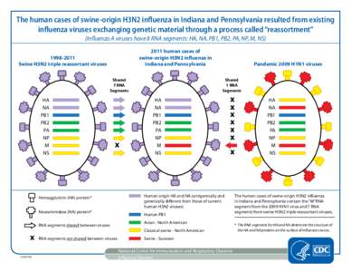 The human cases of swine-origin H3N2 influenza in Indiana and Pennsylvania resulted from existing influenza viruses exchanging genetic material through a process called “reassortment” (Influenza A viruses have 8 RNA 