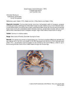 Dyspanopeus texana (Stimpson, 1859) = Neopanope texana Gulf Grassflat Crab