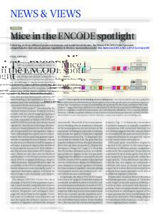 NEWS & VIEWS G E NOM ICS Mice in the ENCODE spotlight Following on from affiliated projects in humans and model invertebrates, the Mouse ENCODE Project presents comprehensive data sets on genome regulation in this key ma