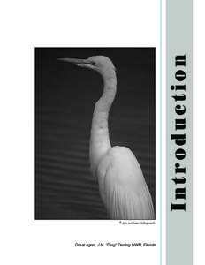 Introduction © John and Karen Hollingsworth Great egret, J.N. “Ding” Darling NWR, Florida  What is the National Wildlife