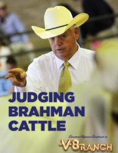 Brahman / Beef cattle / American / Brangus / Australian Braford / Cattle / Livestock / Breeding