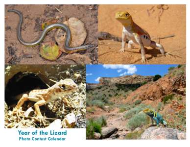 Year of the Lizard Photo Contest Calendar December 2012 Sun