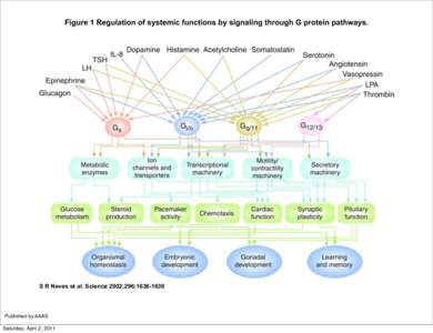 Figure 1 Regulation of systemic functions by signaling through G protein pathways.  S R Neves et al. Science 2002;296:[removed]Published by AAAS Saturday, April 2, 2011