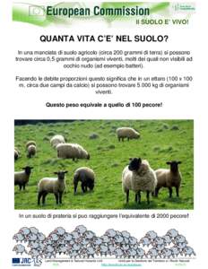 Il SUOLO E’ VIVO!  QUANTA VITA C’E’ NEL SUOLO? In una manciata di suolo agricolo (circa 200 grammi di terra) si possono trovare circa 0,5 grammi di organismi viventi, molti dei quali non visibili ad occhio nudo (ad