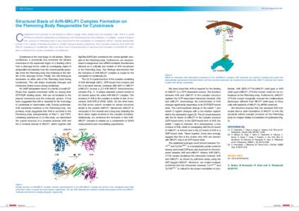 5 Life Science  PF Activity Report 2011 #29 Structural Basis of Arf6-MKLP1 Complex Formation on the Flemming Body Responsible for Cytokinesis