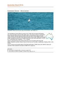 Seabirds / Zoology / Ornithology / Birds of Australia / Feather / Bird / Taxonomy / Cape Gannet / Gannets / Birds of Western Australia / Australasian Gannet