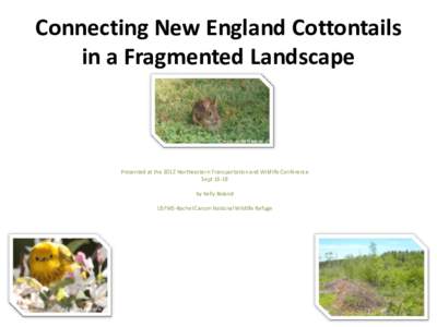 What I am going to tell you today about cottontails, wildlife, and shrublands