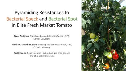 Pyramiding Resistances to Bacterial Speck and Bacterial Spot in Elite Fresh Market Tomato Taylor Anderson, Plant Breeding and Genetics Section, SIPS, Cornell University Martha A. Mutschler, Plant Breeding and Genetics Se