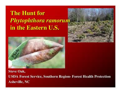The Hunt for Phytophthora ramorum in the Eastern U.S.
