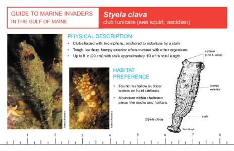 GUIDE TO MARINE INVADERS  Styela clava club tunicate (sea squirt, ascidian)