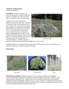 Artemisia absinthium / Wormwood / Absinthe / Artemisia / Mugwort / Weed control / Folklore / Land management / Medicinal plants / Artemisia vulgaris / Agriculture