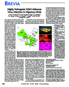 Health / Veterinary medicine / Transmission and infection of H5N1 / Avian influenza / Influenza / Bar-headed Goose / Hemagglutinin / Virus / Global spread of H5N1 / Epidemiology / Influenza A virus subtype H5N1 / Orthomyxoviridae