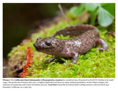 Winner: The California Giant Salamander (Dicamptodon ensatus) is considered near-threatened by the IUCN. Habitat in its small range—the greater San Francisco Bay area—is highly fragmented and there are many isolated 