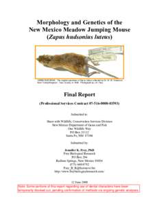 Morphology and Genetics of the New Mexico Meadow Jumping Mouse (Zapus hudsonius luteus) USNM[removed]The original specimen of Zapus luteus collected by Dr. W. W. Anderson from “Camp Burgwyn”, Taos County, in 1858