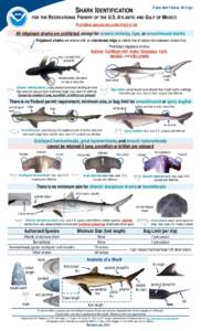 Ichthyology / Galeus / Predators / Sharks / Blacknose shark / Sand tiger shark / Fish anatomy / Great hammerhead / Blacktip shark / Fish / Carcharhiniformes / Carcharhinidae