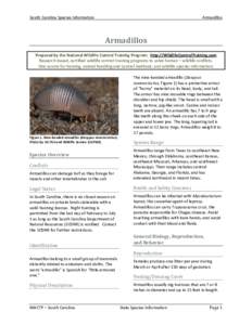 South Carolina Species Information  Armadillos Armadillos Prepared by the National Wildlife Control Training Program. http://WildlifeControlTraining.com