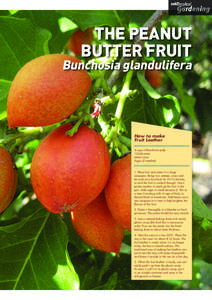THE PEANUT BUTTER FRUIT Bunchosia glandulifera  How to make