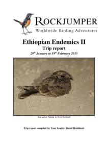 Ethiopian Endemics II Trip report 29th January to 19th February 2015 Star-spotted Nightjar by David Hoddinott