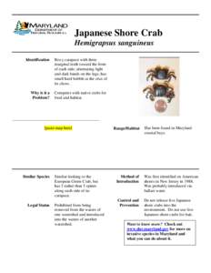 Japanese shore crab / Crab / Carcinus maenas / Hemigrapsus / Brush-clawed shore crab / Chinese mitten crab / Phyla / Protostome / Grapsoidea