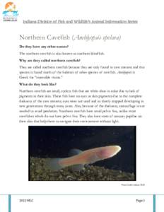 Northern cavefish / Wyandotte Caves / Ozark cavefish / Mammoth Cave National Park / Spring cavefish / Amblyopsidae / Cave fish / Fauna of the United States