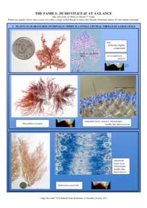 Algae / Spore / Thread / Botany / Software / Biology / Amphibolis / Seagrass
