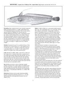 RED HAKE / Urophyds chuss (Walbaum[removed]Squirrel Hake, Ling / Bigelow and Schroeder 1953:[removed]Description. Body rounded in front of vent, somewhat compressed behind, and tapering uniformly to a slender caudal pedu