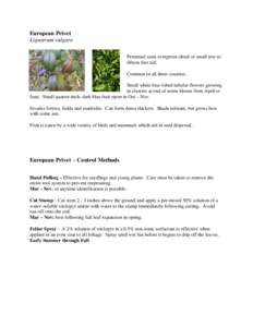 European Privet Ligustrum vulgare Perennial semi-evergreen shrub or small tree to fifteen feet tall. Common in all three counties. Small white four-lobed tubular flowers growing