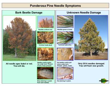 Ponderosa Pine Needle Symptoms Bark Beetle Damage All needle ages faded or red. Tree will die.