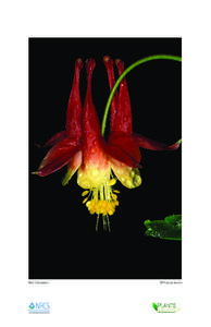 Red Columbine  USDA is an equal opportunity provider and employer. ©Thomas Barnes