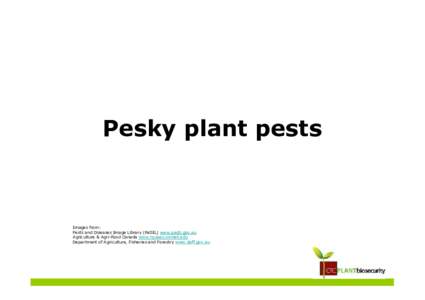 Pesky plant pests  Images from: Pests and Diseases Image Library (PaDIL) www.padil.gov.au Agriculture & Agri-Food Canada www.nysaes.cornell.edu Department of Agriculture, Fisheries and Forestry www.daff.gov.au