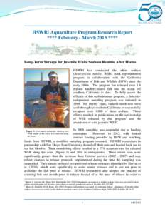 HSWRI Aquaculture Program Research Report **** February - March 2013 **** Long-Term Surveys for Juvenile White Seabass Resume After Hiatus HSWRI has conducted the white seabass (Atractoscion nobilis; WSB) stock replenish
