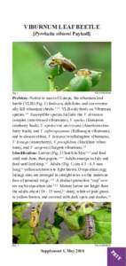 Pyrrhalta viburni / Viburnum tinus / Metaxaglaea inulta / Flora of the United States / Berries / Viburnum