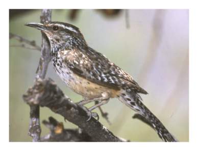 State Bird: Cactus Wren SCIENTIFIC NAME: Campylorhynchus brunneicapillus  DESCRIPTION: Ranging between 7 and 9 inches, it is the largest wren in the United States. Brown head and brown-streaked