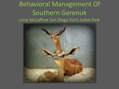 Behavioral Management Of Southern Gerenuk Lissa McCaffree San Diego Zoo’s Safari Park Gerenuk Exhibit • 14,450 square foot exhibit