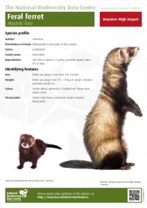 The National Biodiversity Data Centre  Feral ferret Mustela furo  Documenting Ireland’s Wildlife