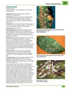 Pests of Trees and Shrubs  Euonymus scale Unaspis euonymi Order Hemiptera, Family Diaspididae; armored scales Introduced pest