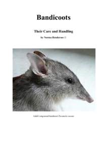Bandicoots Their Care and Handling by Norma Henderson © Adult Long-nosed bandicoot Parameles nasuta